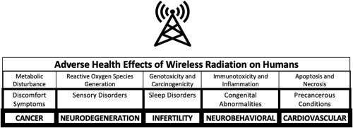 Adverse Effects Of Wireless Radiation On Humans